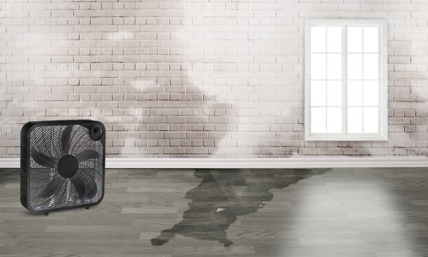 Best Local water damage restoration  in Oolitic, IN